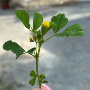 Medicago polymorpha