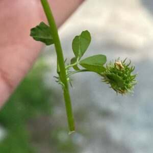 Medicago polymorpha fruit