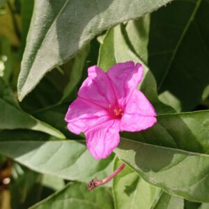 Mirabilis jalapa