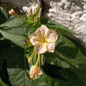 Mirabilis jalapa Caryophyllales Pera Pedi November