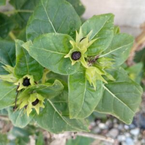 Mirabilis jalapa