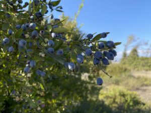 Myrtus communis