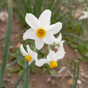 Narcissus tazetta