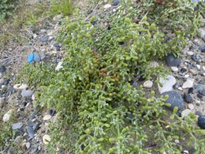 Tetraena alba Lady's Mile