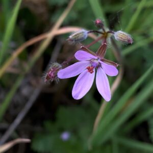 Erodium cicutarium subsp. cicutarium Bristled mucro of sepals