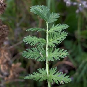 Erodium cicutarium subsp. cicutarium Distinct leaflets