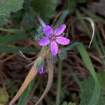 Erodium malacoides Flower