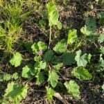 Erodium malacoides Lower leaves