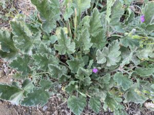 Erodium malacoides Lower leaves