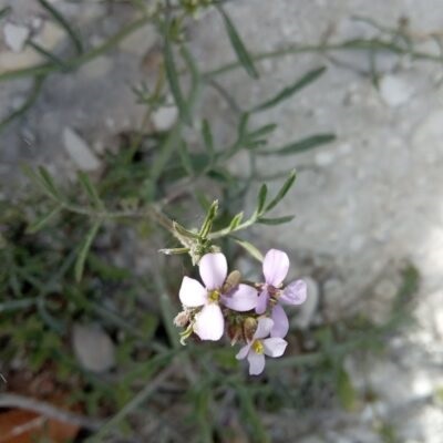 Erucaria hispanica