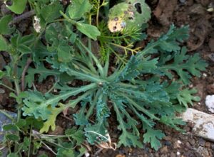 Glebionis segetum Young plant