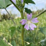 Malva multiflora