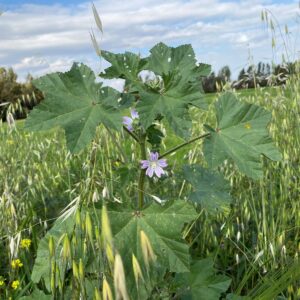 Malva multiflora