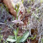 Ophrys argolica subspecies elegans