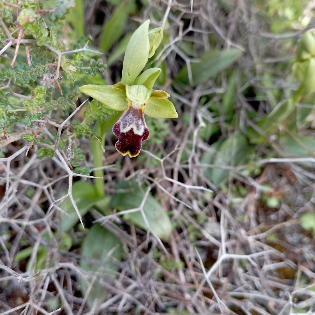 Ophrys omegaifera subsp. fleischmannii