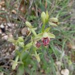 Ophrys umbilicata subsp. attica - Pano Arodes