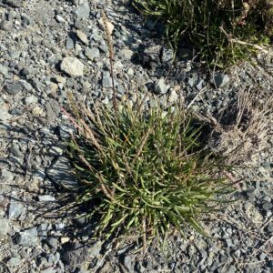 Plantago maritima subsp. crassifolia