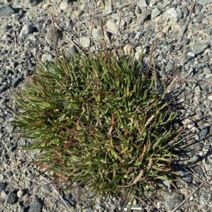 Plantago maritima subsp. crassifolia