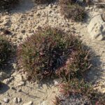 Plantago maritima subsp. crassifolia