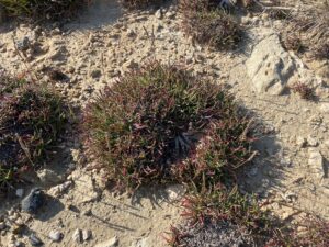 Plantago maritima subsp. crassifolia