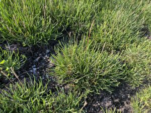 Plantago maritima subsp. crassifolia