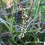 Plantago maritima subsp. crassifolia Flowers