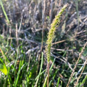 Plantago maritima subsp. crassifolia Flowers