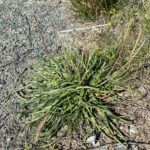 Plantago maritima subsp. crassifolia