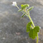 Veronica cymbalaria