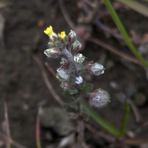 Alyssum simplex