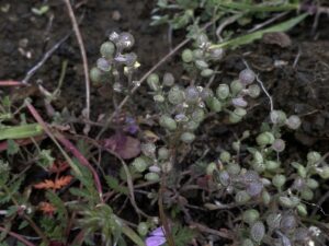 Alyssum simplex fruits