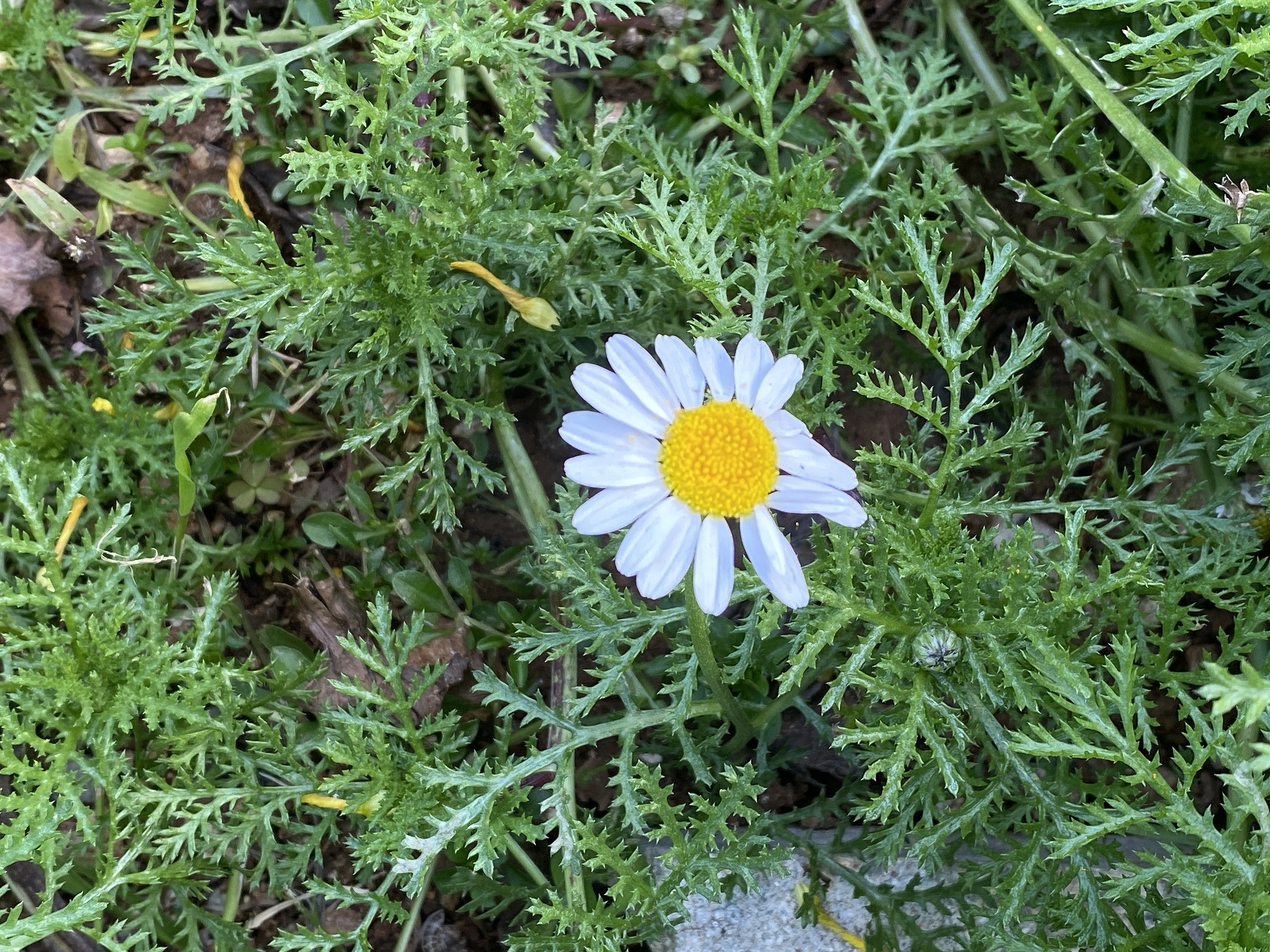 Anthemis palaestina flower and leaves