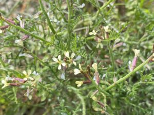 Carrichtera annua