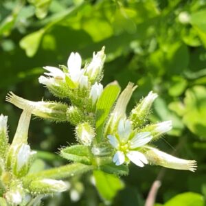 Cerastium glomeratum