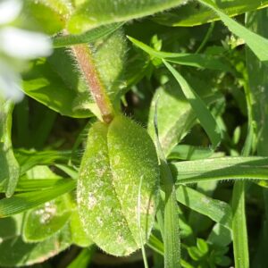 Cerastium glomeratum leaves