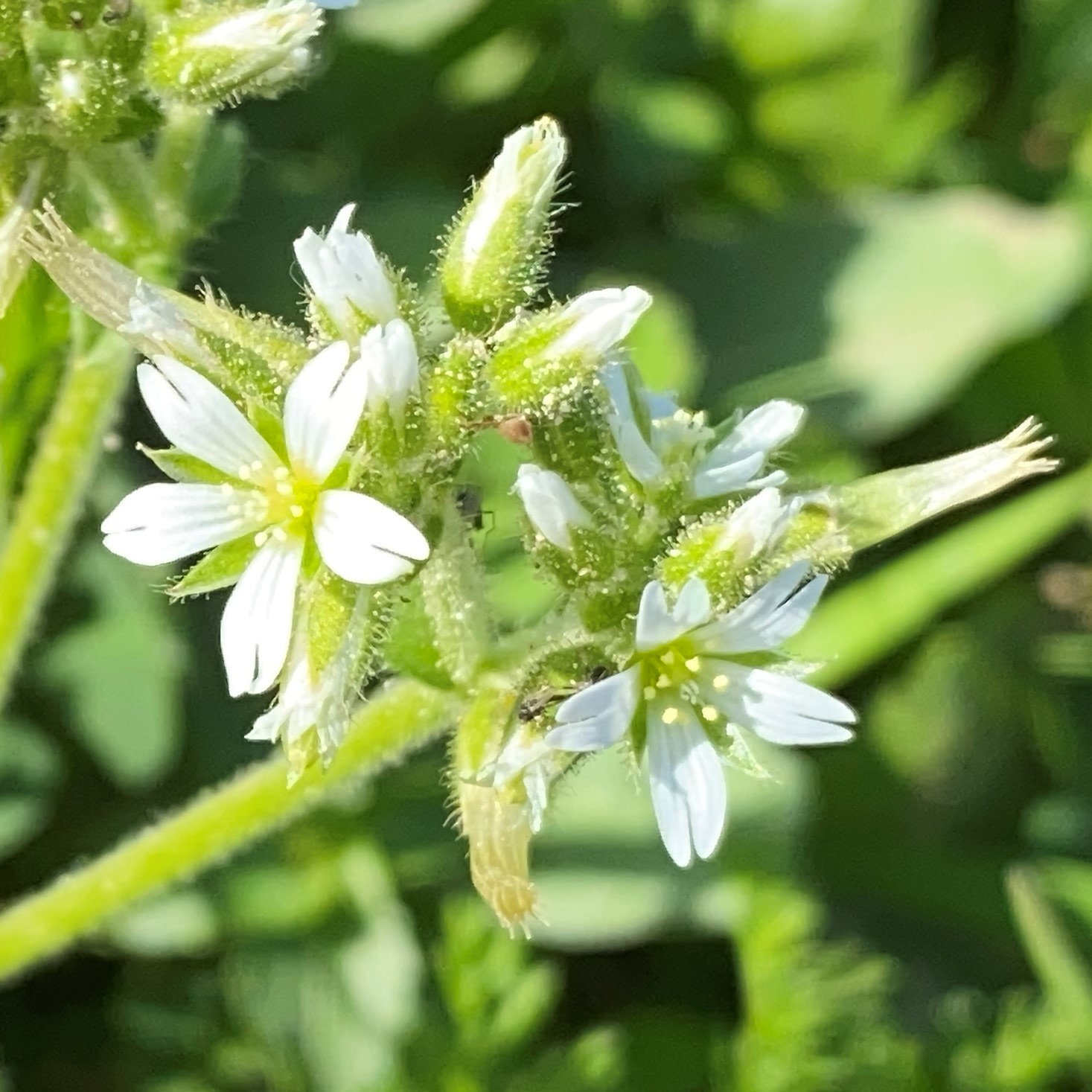 Cerastium glomeratum