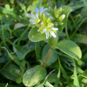 Cerastium glomeratum