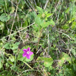 Convolvulus coelesyriacus