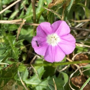 Convolvulus coelesyriacus