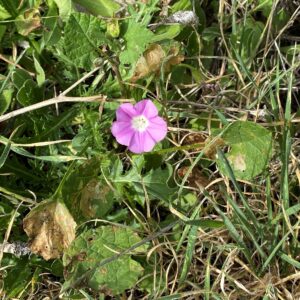 Convolvulus coelesyriacus