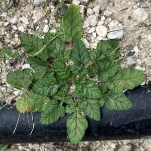 Erodium botrys