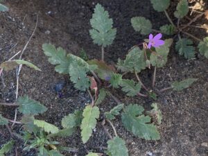 Erodium laciniatum leaves