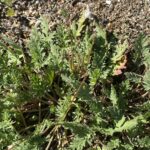 Erodium laciniatum leaves