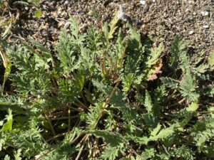 Erodium laciniatum leaves