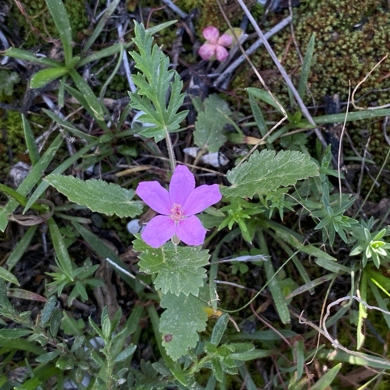 Erodium laciniatum