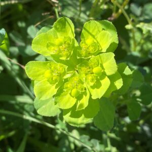 Euphorbia helioscopia L. subsp. helioscopia Akrotiri flowers