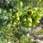 Euphorbia thompsonii
