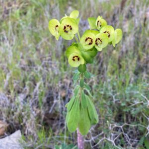 Euphorbia thompsonii Pano Arodes