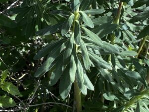 Euphorbia thompsonii