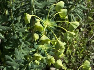 Euphorbia thompsonii